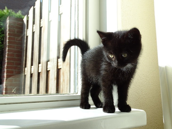 Η Κανέλα μας, η μαύρη γάτα μας