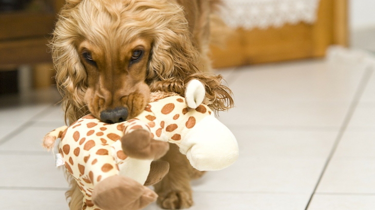 dog hide seek