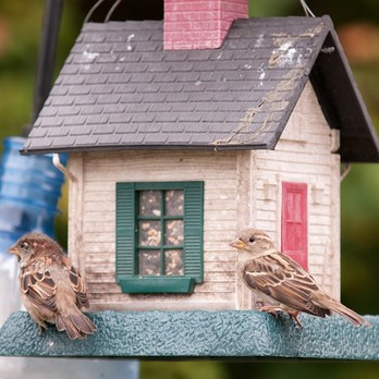 Πώς το κατοικίδιο πτηνό σας μπορεί να κινδυνεύσει στο σπίτι